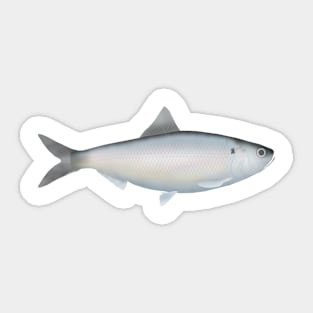 American Shad Sticker